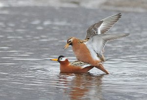 Polarsvømmesnipe Adventdalen, Svalbard 746