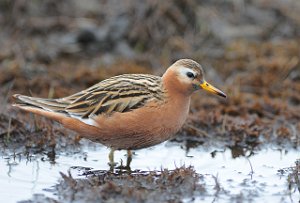 Polarsvømmesnipe Adventdalen, Svalbard 795