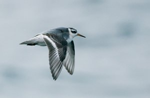 Polarsvømmesnipe Uthaug havn, Ørlandet-4200