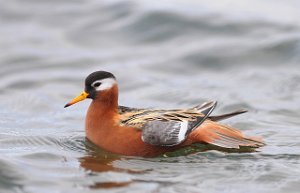 Polarsvømmesnipe Vestpynten, Svalbard 073