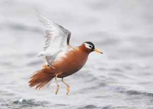 Polarsvømmesnipe Vestpynten, Svalbard 088