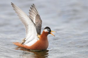 Polarsvømmesnipe Vestpynten, Svalbard 110