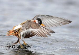 Polarsvømmesnipe Vestpynten, Svalbard 114