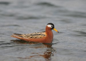 Polarsvømmesnipe Vestpynten, Svalbard 361