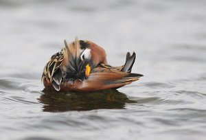 Polarsvømmesnipe Vestpynten, Svalbard 4592