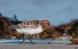 Sandløper Ekkerøya, Vadsø-5128