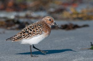 Sandløper Ekkerøya, Vadsø-5575