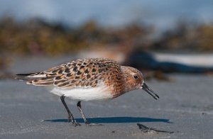 Sandløper Ekkerøya, Vadsø-5641