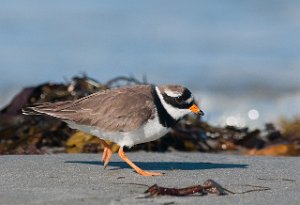 Sandlo Ekkerøya, Vadsø-5446