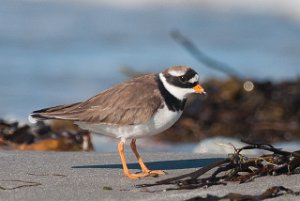 Sandlo Ekkerøya, Vadsø-5452