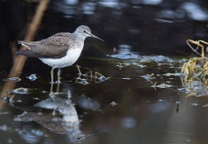 Skogsnipe Målsjøen, Klæbu-0048