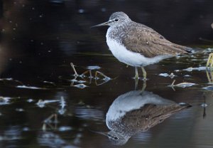 Skogsnipe Målsjøen, Klæbu-0227