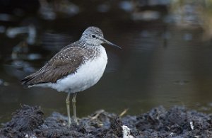 Skogsnipe Målsjøen, Klæbu-0351