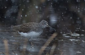 Skogsnipe Målsjøen, Klæbu-9555