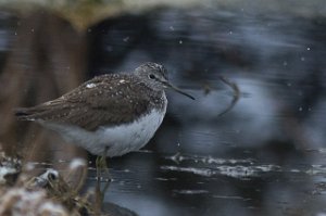 Skogsnipe Målsjøen, Klæbu-9782