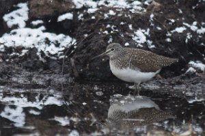 Skogsnipe Målsjøen, Klæbu-9817