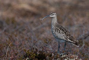 Småspove Krampenes, Finnmark-8288