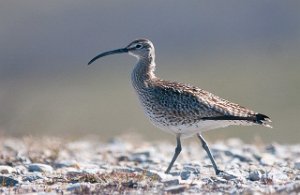 Småspove Varanger, Finnmark-5082