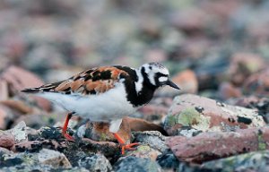 Steinvender Kiberg, Vardø-4221