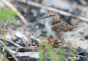 Strandsnipe Hammervatnet, Levanger-4249