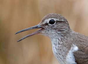 Strandsnipe Hammervatnet, Levanger-4294