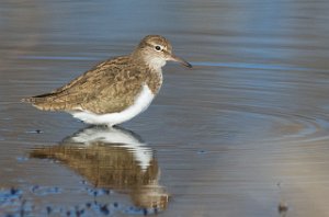 Strandsnipe Målsjøen, Klæbu-0648