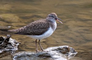 Strandsnipe Tanemsbrua, Klæbu - 7007