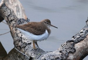 Strandsnipe Tanemsbrua, Klæbu 1540