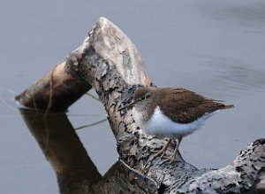 Strandsnipe Tanemsbrua, Klæbu 1551