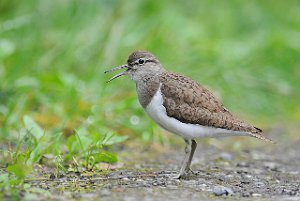 Strandsnipe Volløya, Melhus 506