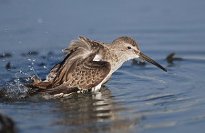 Styltesnipe Tangen, Stjørdal 3506