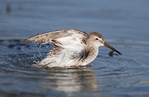 Styltesnipe Tangen, Stjørdal 3509