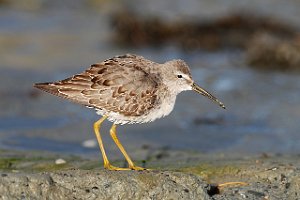 Styltesnipe Tangen, Stjørdal 3601