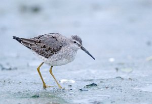 Styltesnipe Tangen, Stjørdal 3627