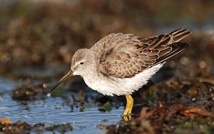 Styltesnipe Tangen, Stjørdal 3671