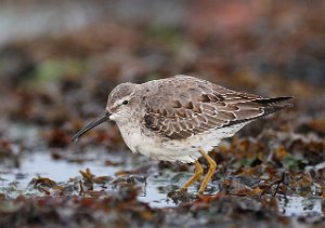 Styltesnipe Tangen, Stjørdal 3841