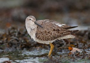 Styltesnipe Tangen, Stjørdal 3864