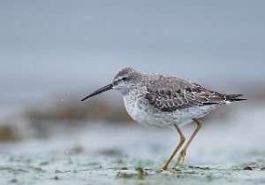 Styltesnipe Tangen, Stjørdal 4188