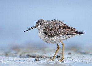 Styltesnipe Tangen, Stjørdal 4224