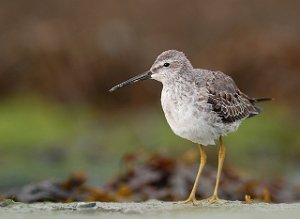 Styltesnipe Tangen, Stjørdal 4234