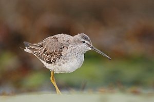 Styltesnipe Tangen, Stjørdal 4242