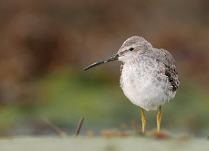 Styltesnipe Tangen, Stjørdal 4245