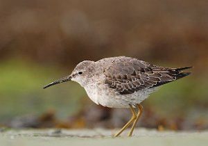 Styltesnipe Tangen, Stjørdal 4261