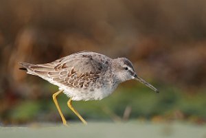 Styltesnipe Tangen, Stjørdal 4342