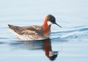 Svømmesnipe Kiberg, Vardø-4108