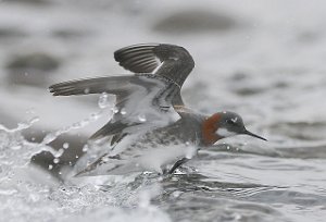 Svømmesnipe Red-necked Phalarope Vestpynten, Svalbard 4325