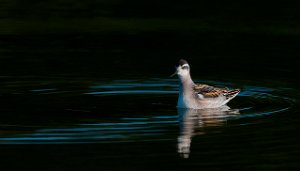 Svømmesnipe Tautra, Frosta-4712