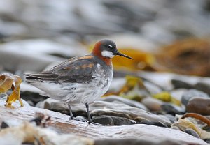 Svømmesnipe Vestpynten, Svalbard 4268