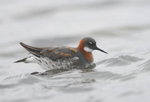 Svømmesnipe Vestpynten, Svalbard 4472