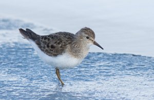 Temmincksnipe Stororkelsjøen, Oppdal - 5494